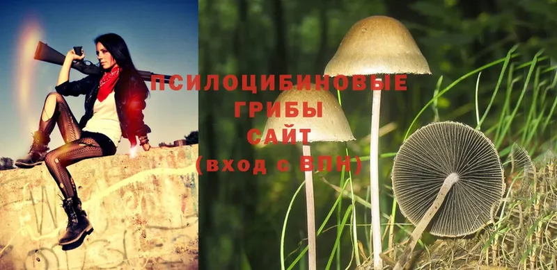 Псилоцибиновые грибы Magic Shrooms  Муром 